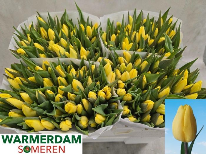 <h4>TU EN SUNNY PRINCE</h4>