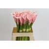 Zantedeschia Eydolls Salmon