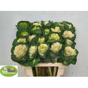 Brassica White Crane Thiel