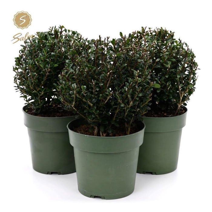 <h4>Ilex crenata 'Jenny'</h4>
