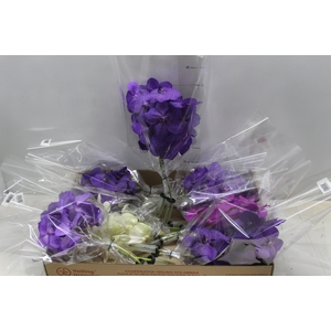 FLOR DE VANDA VARIADO