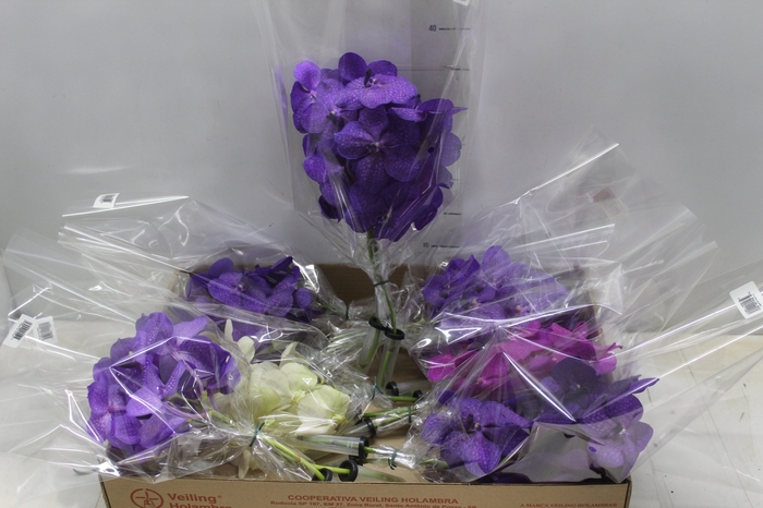 <h4>FLOR DE VANDA VARIADO</h4>