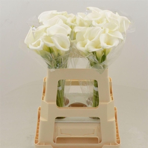 Calla White Art