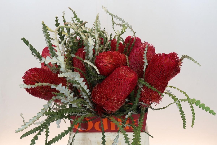 <h4>Banksia Speciosa Red</h4>