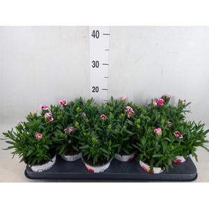 Dianthus  'Oscar Pink Star'