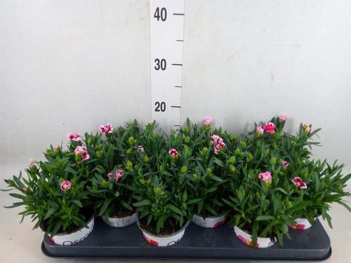 <h4>Dianthus  'Oscar Pink Star'</h4>