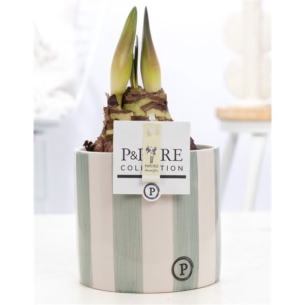 <h4>Hippeastrum white in P&PURE Eline 2 ceramics green</h4>