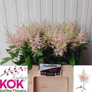 Astilbe Ja Europa