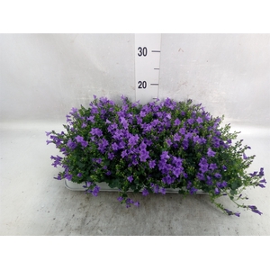 Campanula porten. 'Royal'