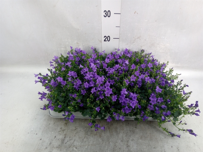 <h4>Campanula porten. 'Royal'</h4>