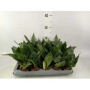 Sansevieria trifa. 'Hahnii'