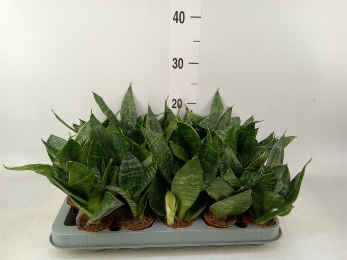 <h4>Sansevieria trifa. 'Hahnii'</h4>