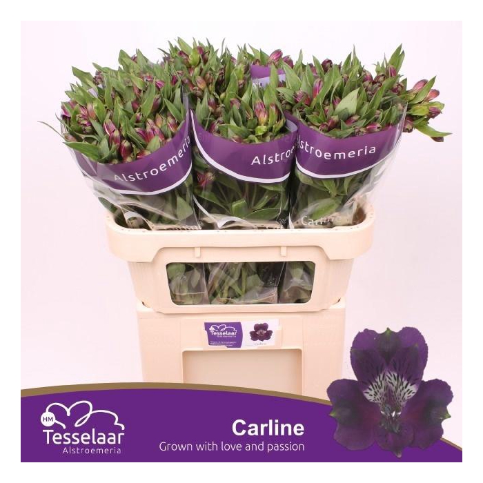 <h4>Alstr Carline</h4>