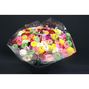 Cloni X Gemengd X100