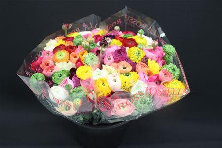 <h4>Cloni X Gemengd X100</h4>