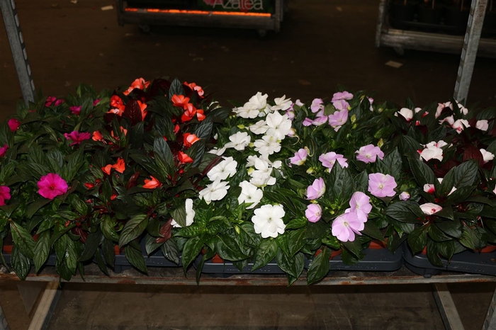 <h4>Impatiens Ng Mixkar</h4>