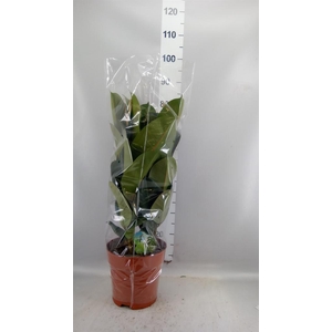 Ficus elastica 'Robusta'