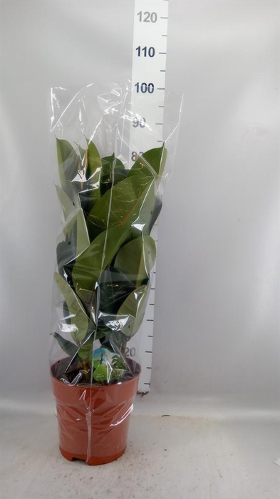 <h4>Ficus elastica 'Robusta'</h4>