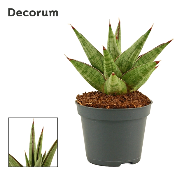<h4>Sansevieria Jewel crown 6 cm (Decorum)</h4>