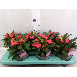 Euphorbia milii 'Maxi Olympia'