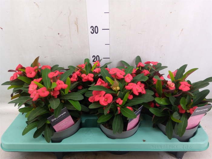 <h4>Euphorbia milii 'Maxi Olympia'</h4>