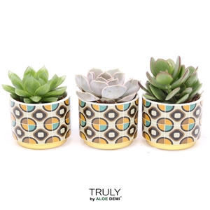 TRULY Succulent, Retro