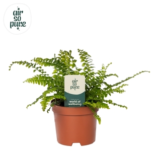 Nephrolepis Green Lady - Air So Pure