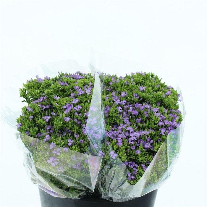 <h4>Di Barb Melian</h4>