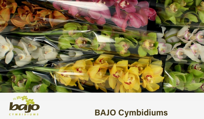 <h4>CYMB T GEM</h4>