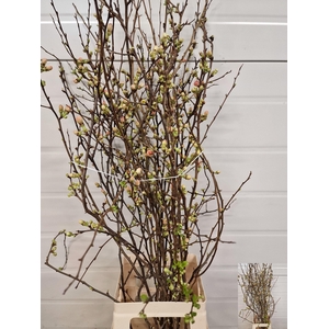 CHAENOMELES JAPONICA