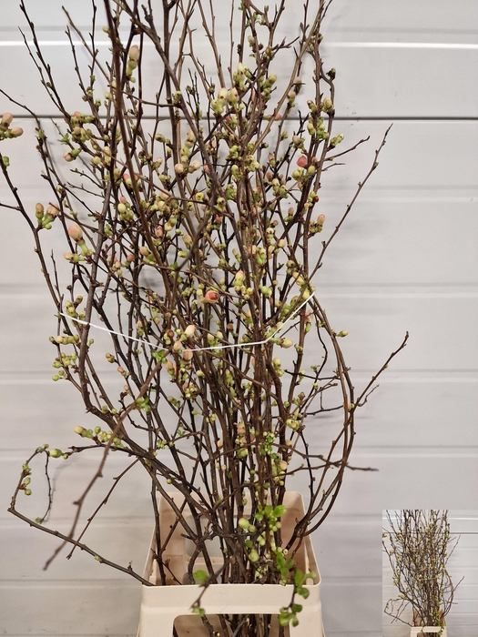 <h4>CHAENOMELES JAPONICA</h4>