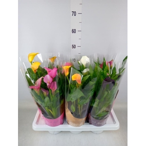 Zantedeschia   ...mix
