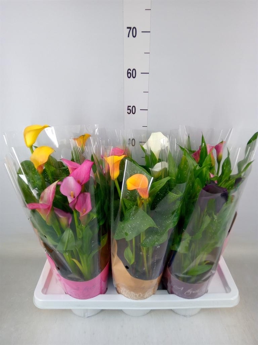 <h4>Zantedeschia   ...mix</h4>