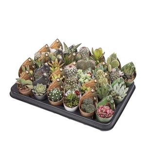 CACTUS AND SUCCULENT MIX Ø 5.5 WITH CHRISTMAS POTCOVER - TRAY 30 PCS (CACTUS EN SUCCULENTEN)