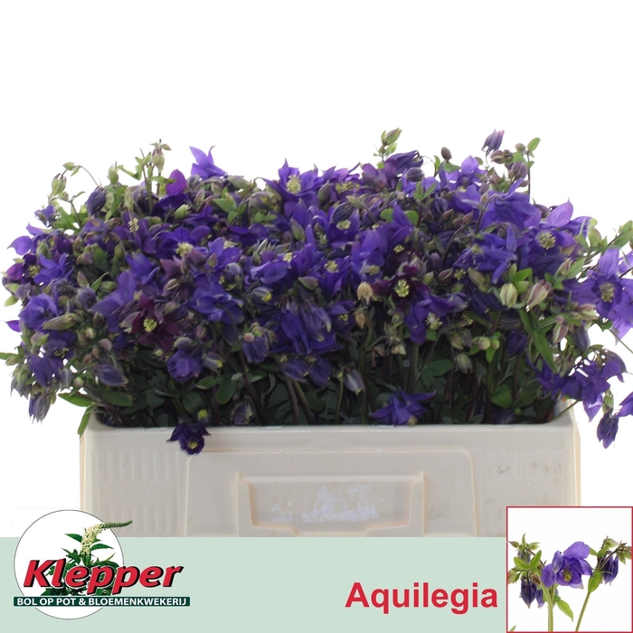 <h4>Aquil Blue Lady</h4>