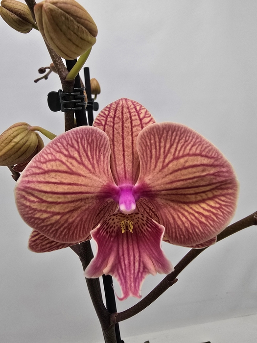 <h4>Limited 27 week 9</h4>