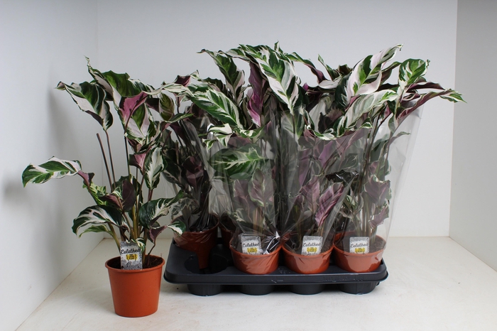 <h4>CALAT FUSION WHITE</h4>