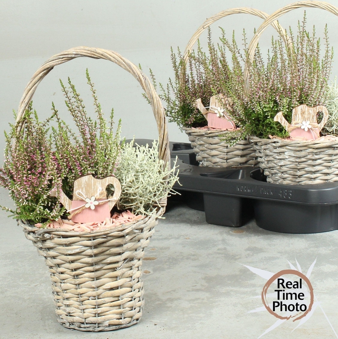 <h4>ARR TUINPLANTEN</h4>