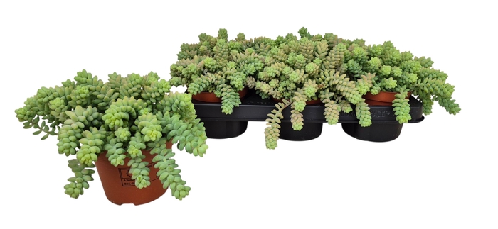 <h4>SEDUM BURRITO</h4>