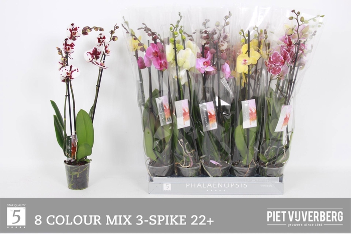 <h4>PHAL GEM 8 KL</h4>