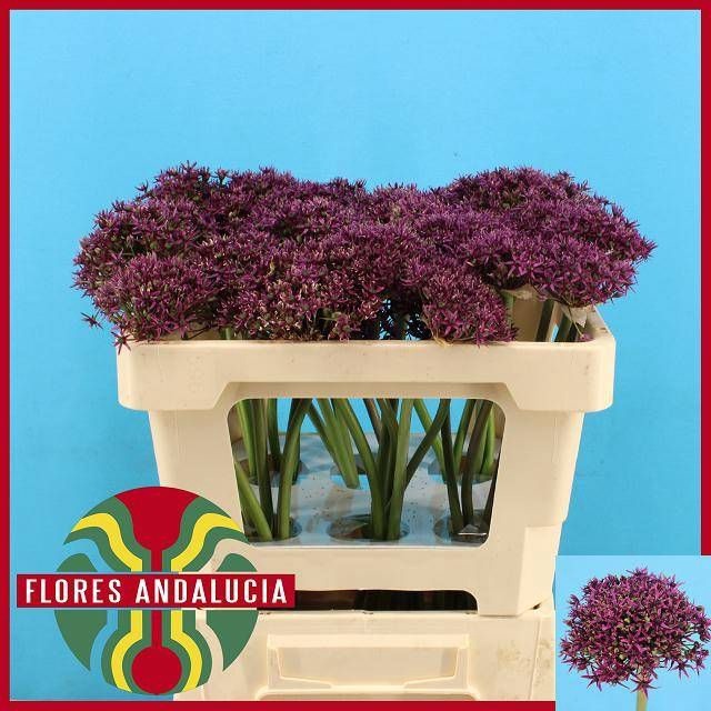 <h4>ALLIUM CHERRY</h4>