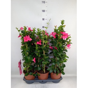 Mandevilla sand. 'SumStar Pink'