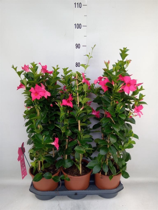 <h4>Mandevilla sand. 'SumStar Pink'</h4>