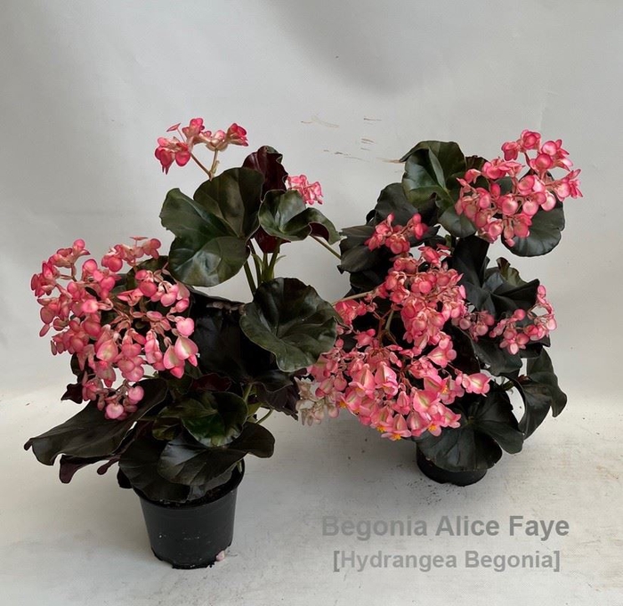 <h4>Begonia</h4>