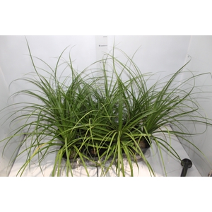 BEAUCARNEA P15