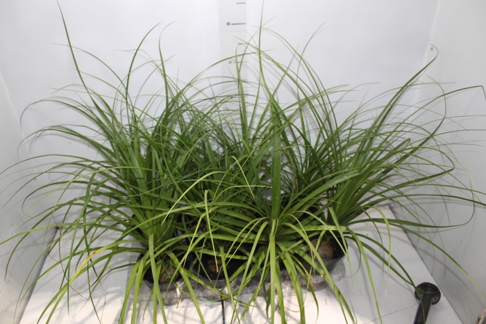 <h4>BEAUCARNEA P15</h4>
