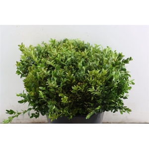 Buxus 45 Cm P Bunch