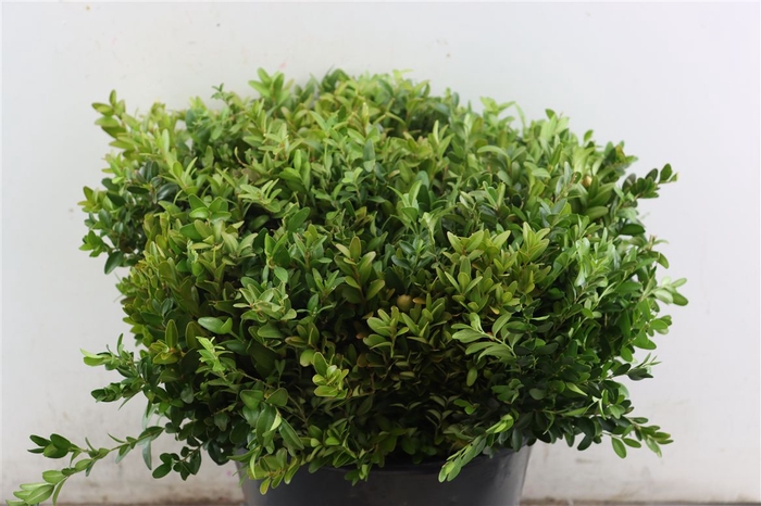 <h4>Buxus 45 Cm P Bunch</h4>