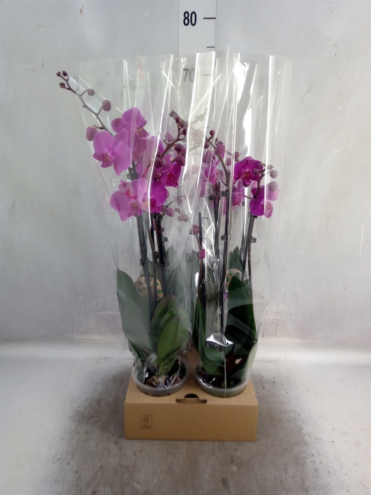 <h4>Phalaenopsis   ...</h4>