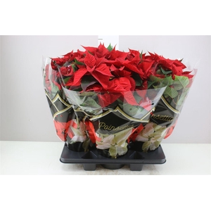 Euphorbia P Bush Chr Feelings Red 12+